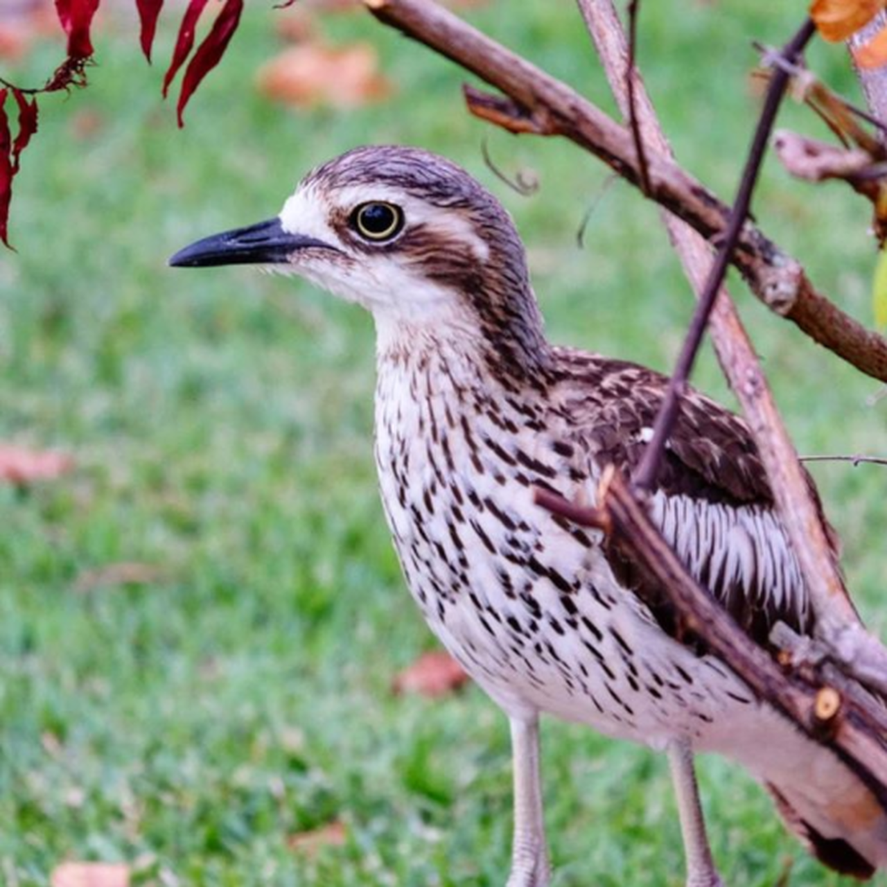 NP curlew