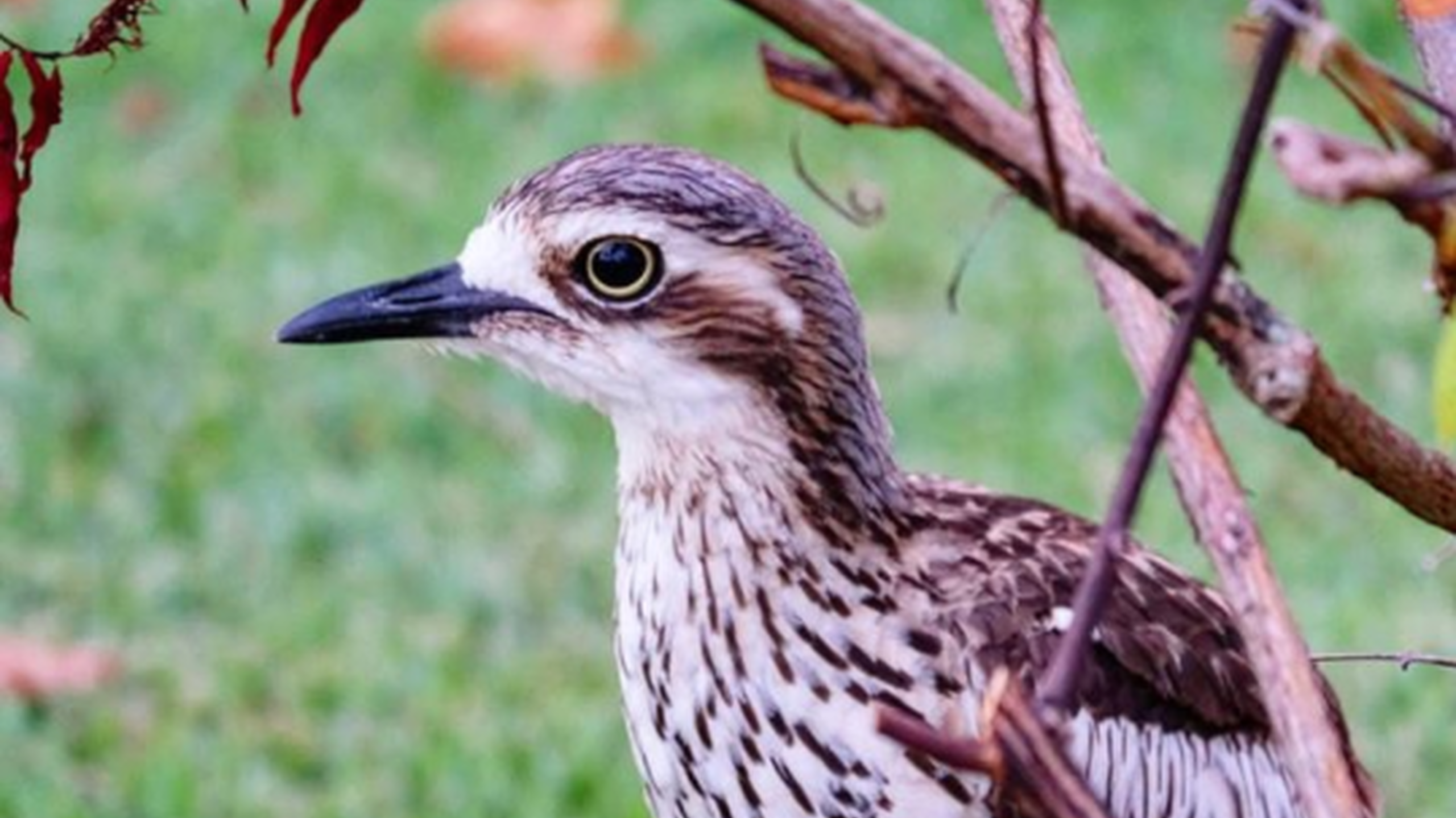 NP curlew