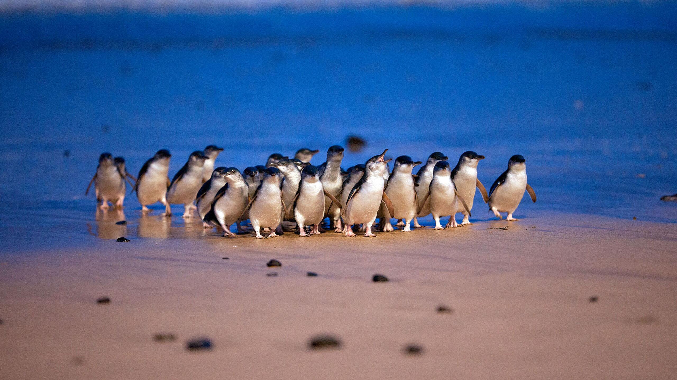 Little Penguins - About Us - Penguin Foundation - Phillip Island
