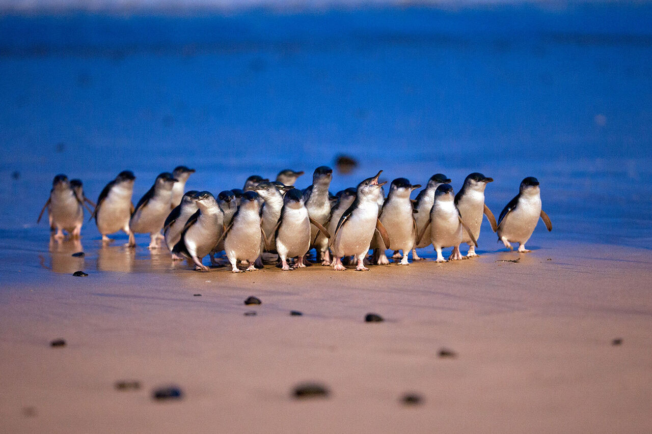 Little Penguins - About Us - Penguin Foundation - Phillip Island