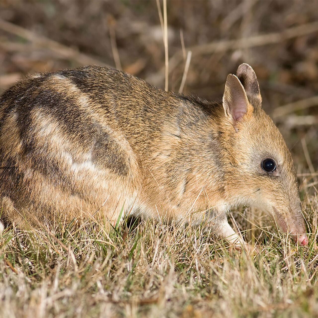 Species - Eastern Barred Bandicoot - Penguin Foundation - Phillip Island