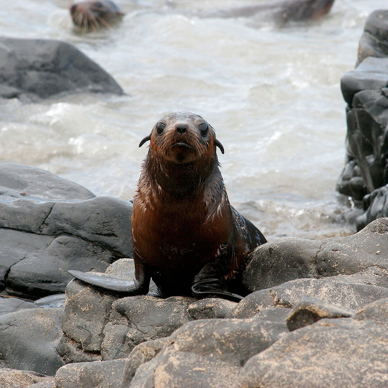 Species - Australian Fur Seal - Penguin Foundation - Phillip Island