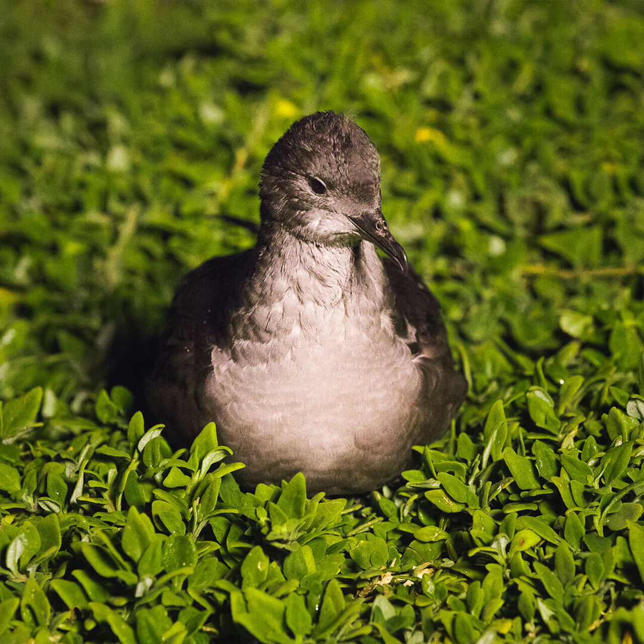 Species - Short-tailed Shearwater - Penguin Foundation - Phillip Island