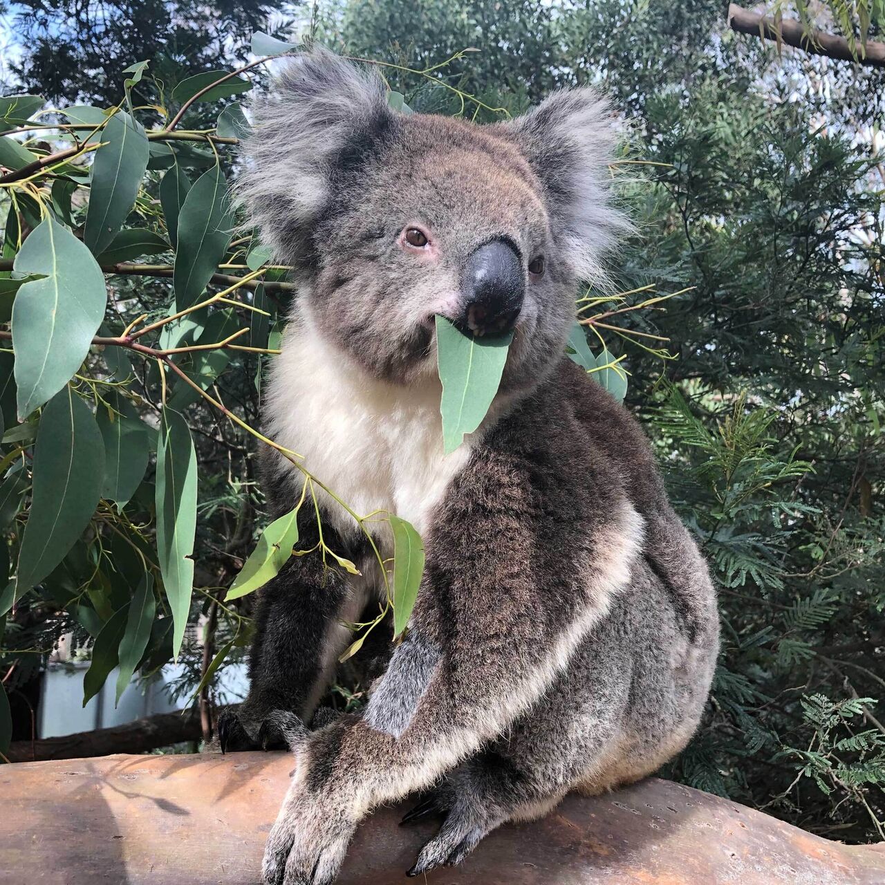 Koala care food