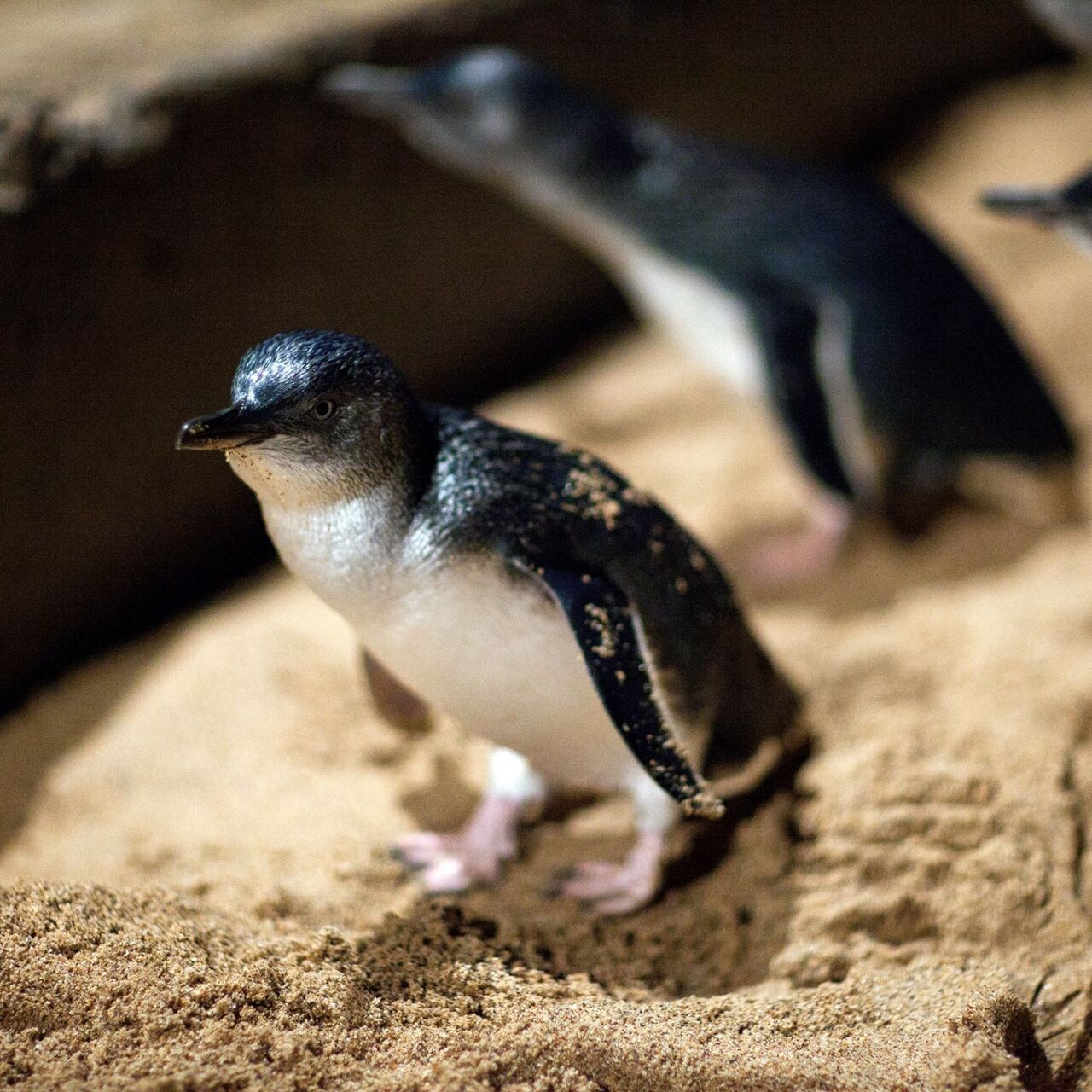 Little Penguin