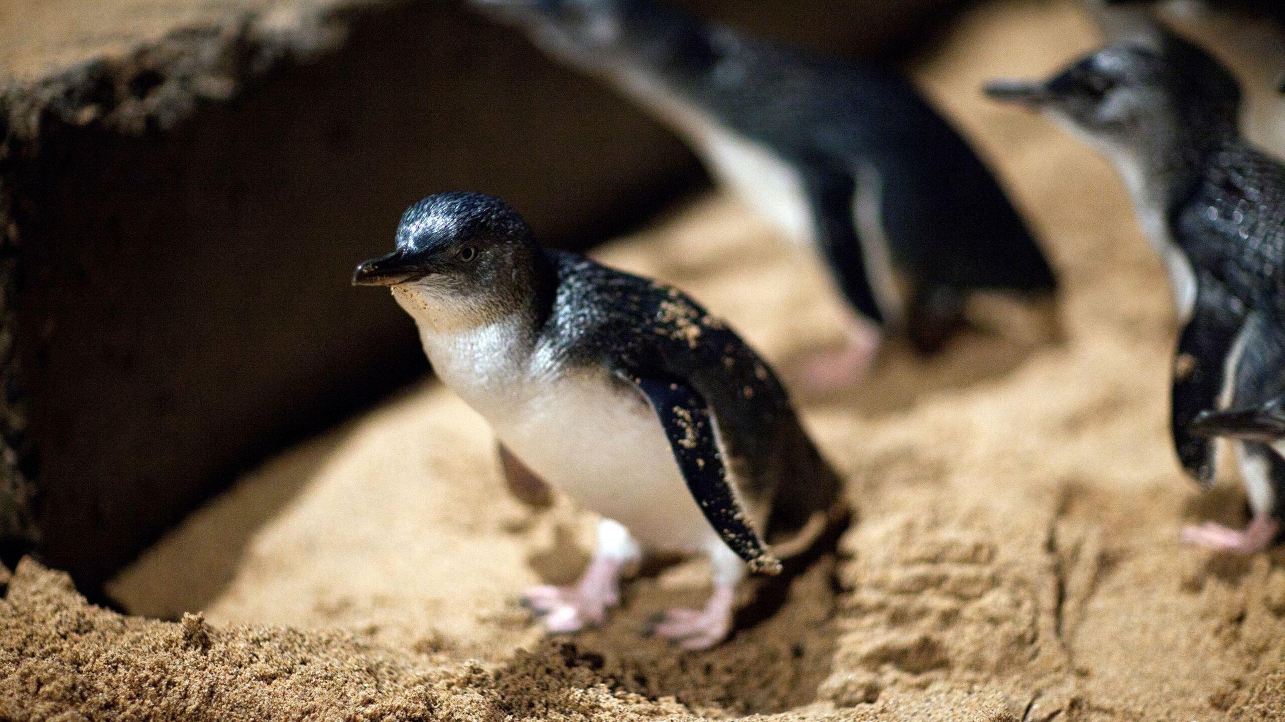 Little Penguin