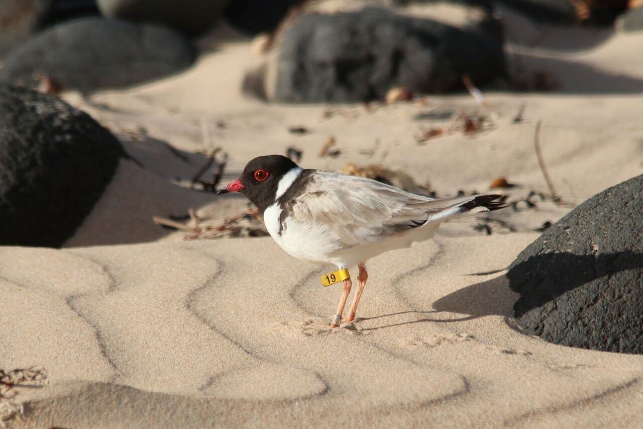Hooded plover 1