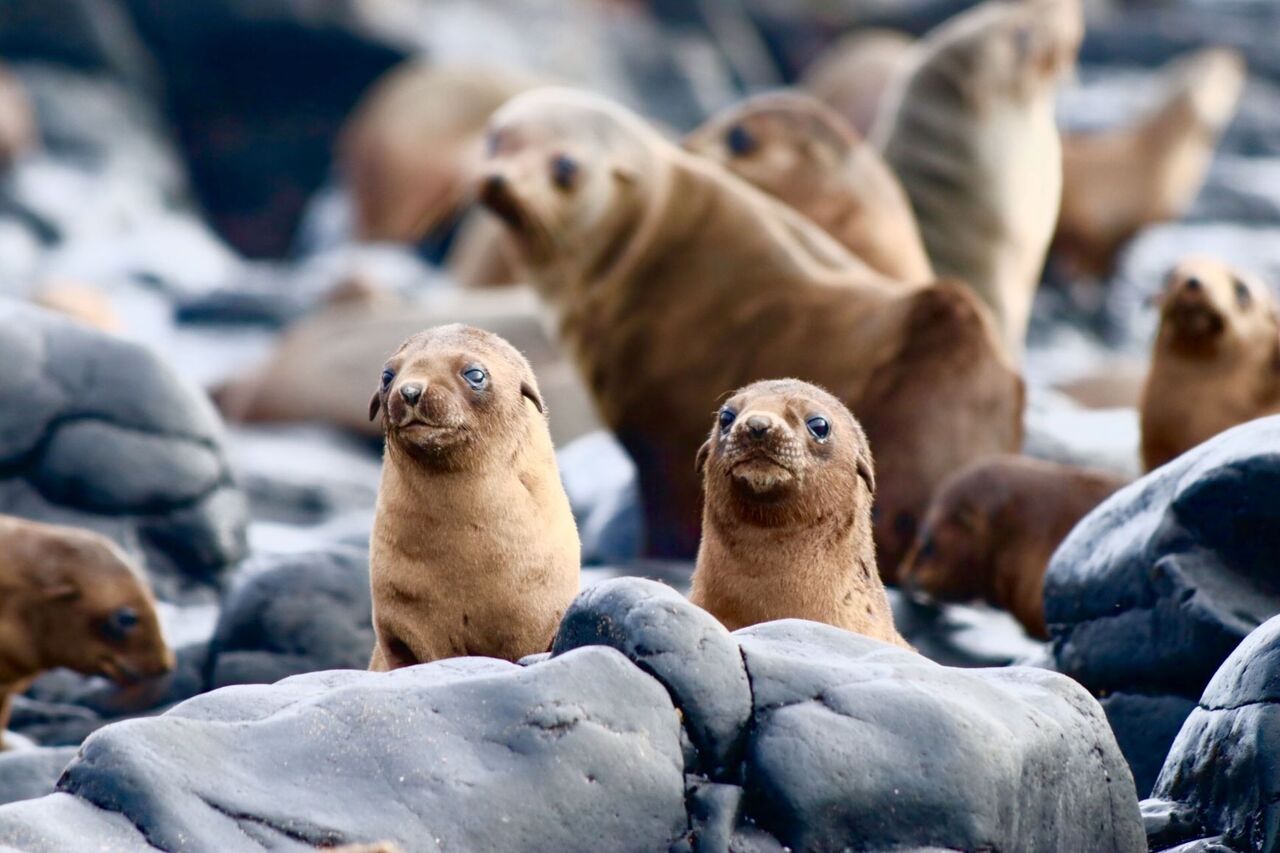 Seal puppers