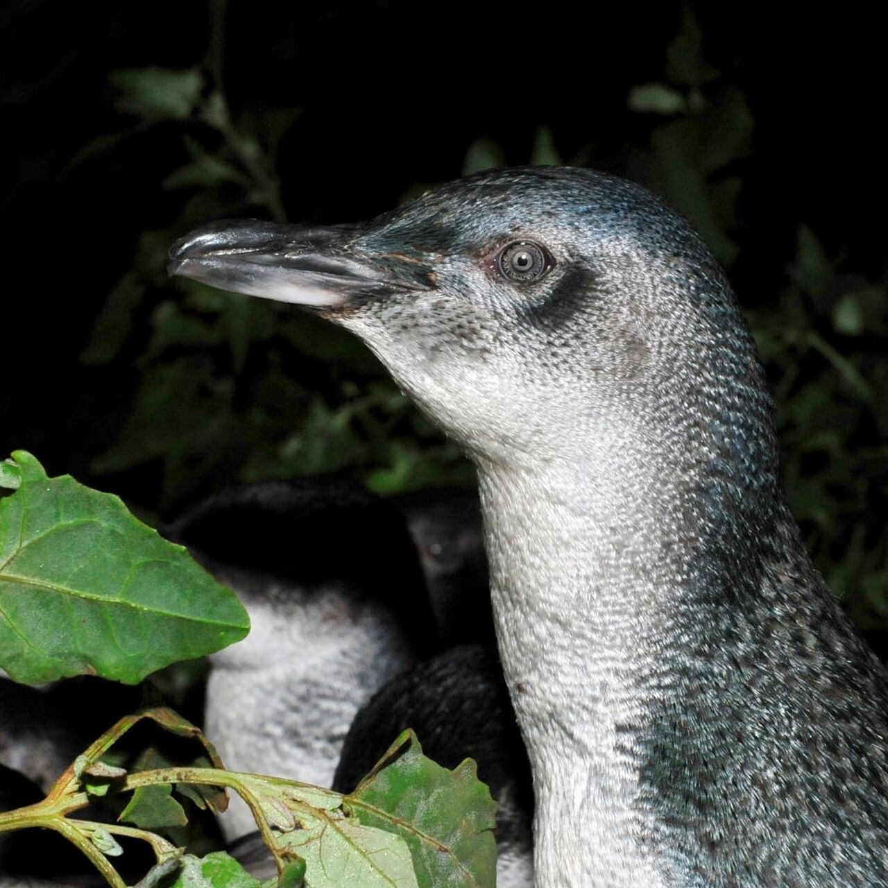 Penguin side view