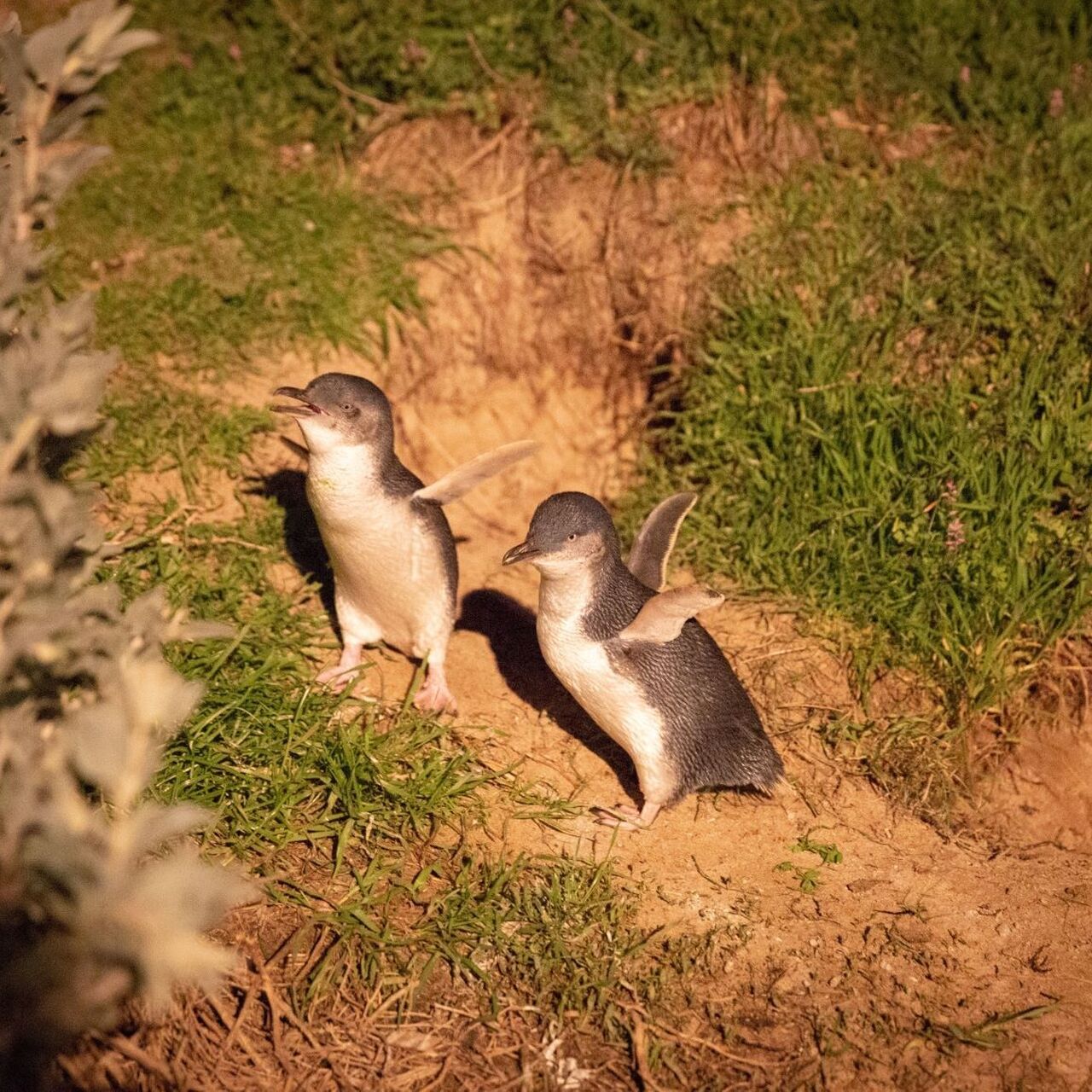 Penguins breeding season