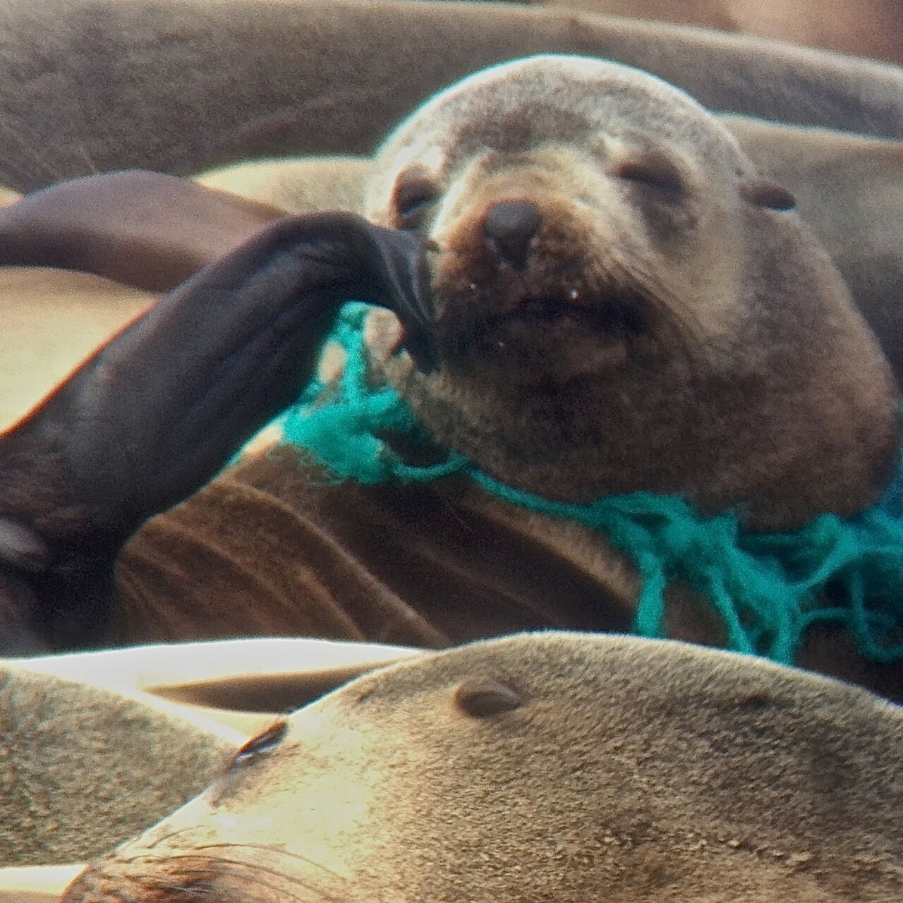 Seal Rocks